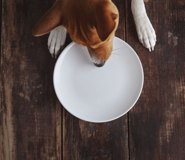 La Cabrera Barcelona - Restaurante pet friendly
